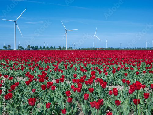 Tulip field || Tulpenveld Flevoland province, The Netherlands