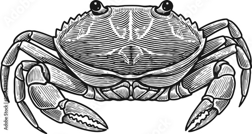 Detailed black and white crab illustration with claws and segmented legs, marine sea creature drawing