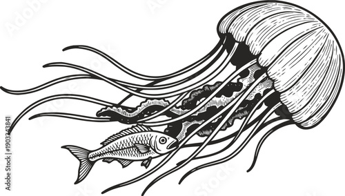 Detailed black and white illustration of a jellyfish catching a fish with its long tentacles