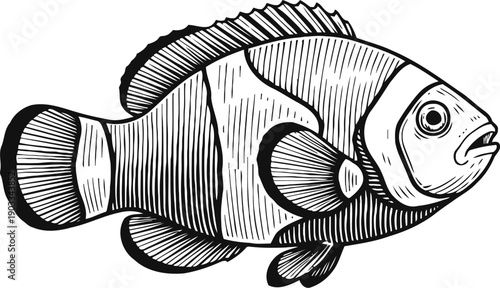 Black and white line art of a clownfish with detailed stripes and fins illustration