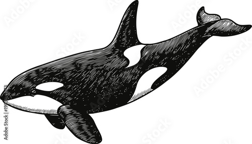 Orca whale illustration black and white drawing of killer whale marine animal ocean predator