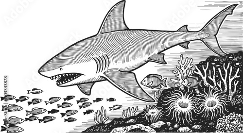 Great white shark swimming near coral reef with small fish in black and white vintage engraving