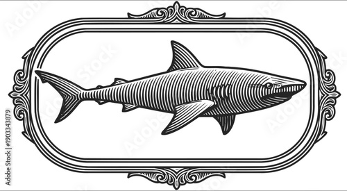 Vintage shark illustration with ornate frame marine predator engraving drawing aquatic wildlife art concept