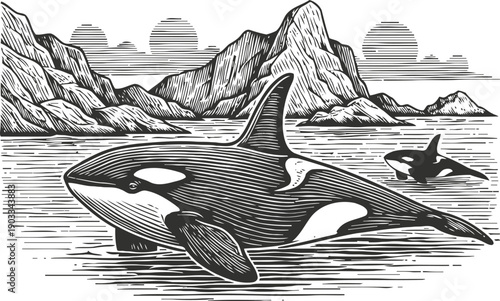 Detailed black and white illustration of two orcas swimming near rocky mountains and cloudy sky