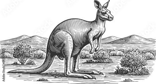 Detailed black and white kangaroo illustration in natural australian outback landscape with mountains