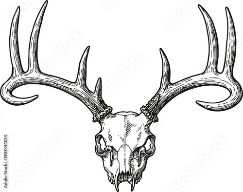 Detailed deer skull with large antlers black and white vintage illustration