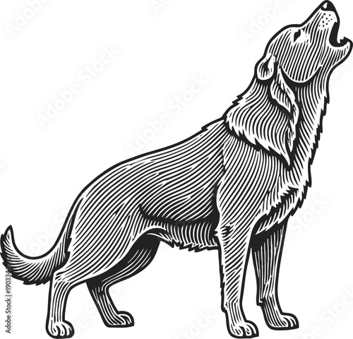 Howling dog illustration hand drawn black and white sketch of a wolf or dog raising head and barking