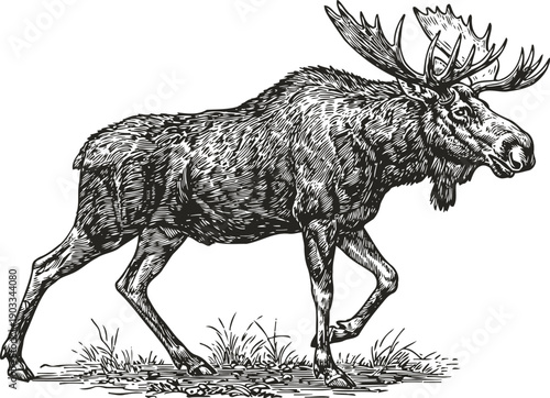 Illustration of a powerful moose walking through grass, detailed wildlife drawing with antlers