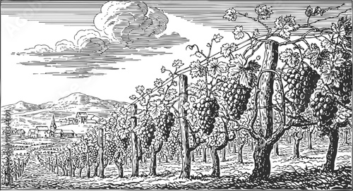 vineyard landscape with grapevines and rolling hills in rustic countryside setting