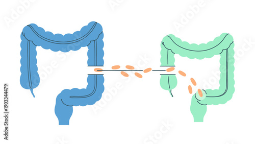 Diagram showing the digestive tract with small orange oval particles passing from one section to another.