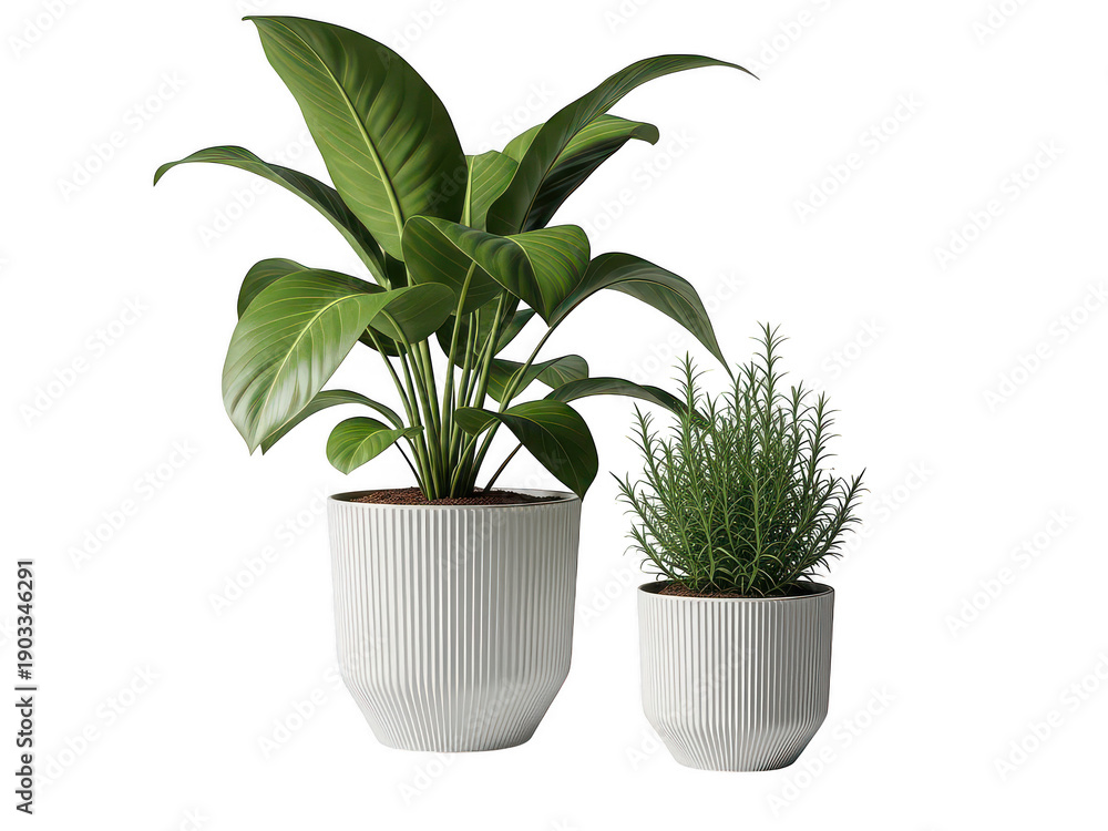Fototapeta premium Two potted plants isolated on transparent background