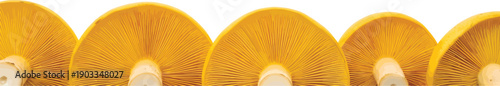 Vibrant Yellow Mushroom Undersides Showcasing Intricate Gill Patterns Arranged in a Neat Row Against a Clean White Background.