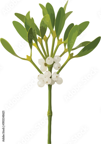 Vibrant Mistletoe Sprig Illustration with Green Leaves and White Berries on a Clean White Background, Perfect for Holiday Designs.