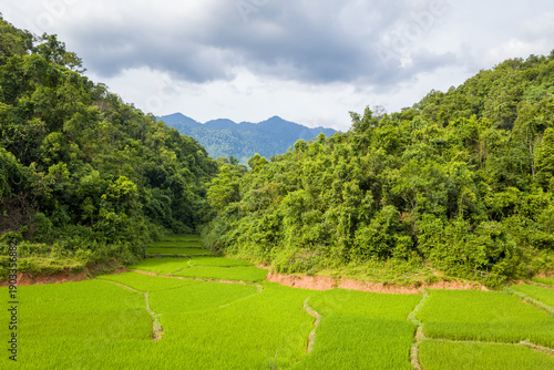 Foto Vibrant rice terraces unfold at the base of densely wooded hills, with distant blue mountains under a cloudy summer sky in Mai Chau, creating a lush and tranquil landscape