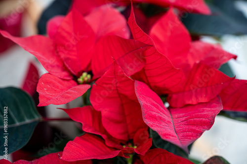 Traditional Christmas flower with red leaves. Festive holiday decoration and winter season concept. Copy space.