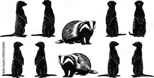 Badger and meerkat illustration collection featuring detailed wild mammals in standing poses isolated on white background, wildlife vector set for design