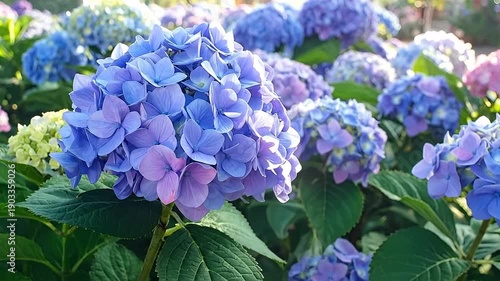 Close-up of vibrant blue hydrangea flowers blooming in a garden, creating a beautiful floral display with lush green