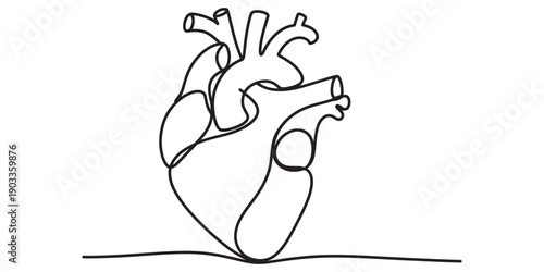 Continuous one line drawing of a human anatomical heart on a white background Vector, illustration