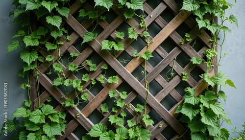 Green vines grow on a wooden trellis against a grey wall. The plant climbs the grid structure creating a natural texture. This provides a background for gardening and botany themes.