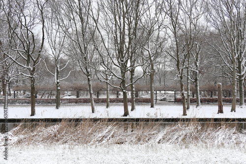 Wallpaper Mural Amsterdam Erasmuspark Winter Scene with Trees and Grasses Covered with Snow, Netherlands Torontodigital.ca