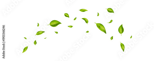 Green flying leaves banner. Wave foliage ornament. Leaf falling frame. Vegan, eco, organic product. Cosmetic pattern. Spring tree plant design. Fresh mint tea background. Air wind. Vector illustration