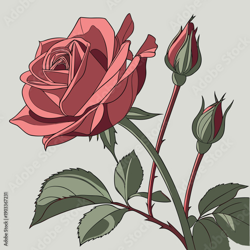 red rose vector illustration