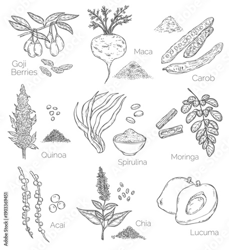 Set hand drawn superfood icons. Vector sketch healthy detox natural product, garcinia cambogia and maca. Carob, ginger, moringa, lucuma, coji berries, mangosteen, acai, guarana and noni.