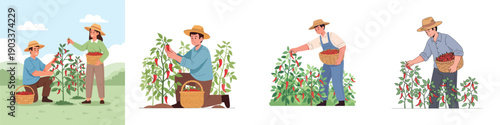 Flat vector illustration set of farmers harvesting red chili peppers. Male and female characters picking chilies and carrying baskets. Clean cartoon style, soft pastel colors, simple shapes