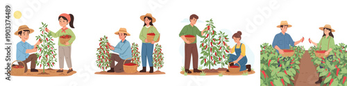 Flat vector illustration set of farmers harvesting red chili peppers. Male and female characters picking chilies and carrying baskets. Clean cartoon style, soft pastel colors, simple shapes