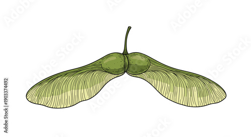 Detailed vintage-style botanical illustration of a green maple seed, also known as a samara or helicopter, ready to spin to the ground.
