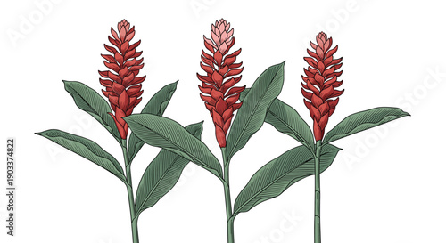 A group of three red ginger flowers with lush green leaves, depicted in a detailed, colorful vintage botanical engraving style.