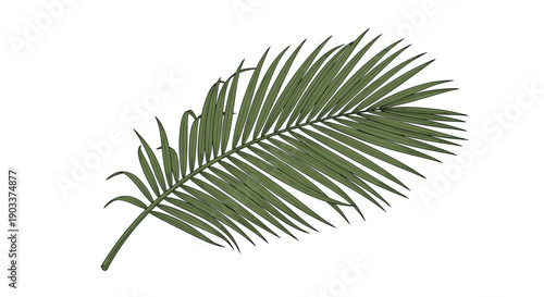A single, lush green tropical palm leaf rendered in a detailed, hand-drawn vintage engraving style, isolated on a white background.