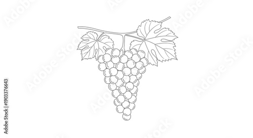 grape bunch with leaves, vine illustration