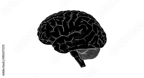 human brain illustration, black and white