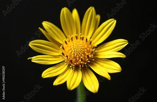 Yellow Mouse Ear Hawkweed flower bloom macro shot on black backdrop. Detailed view of plant petals and center stamens with seed heads. Botanical nature study.