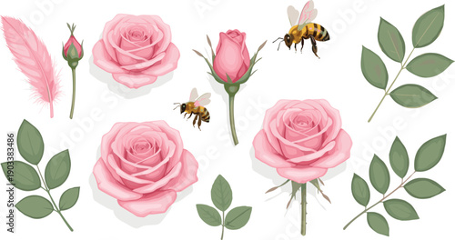 Pink Rose Floral Vector Set with Bees Leaves Buds and Feather Illustration