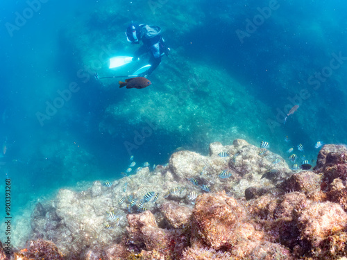 Wallpaper Mural オヤビッチャ, スズメダイ科,
Sergeant Major, Abudefduf vaigiensis,
イスズミ, イスズミ科,
Brassy Chub, Kyphosus vaigiensis,
他。
ヒリゾ浜南伊豆町中木
静岡県伊豆半島-2025
日本有数のシュノーケリングスポット。
夏の数カ月間だけ渡し船で行ける。
水質透明度魚影が素晴らしい。
 Torontodigital.ca