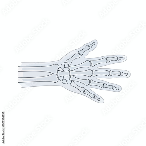 X ray of Human Hand Bones