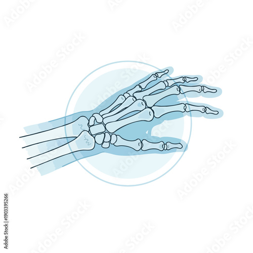 X ray Foot Bones Illustration