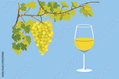 Glass of white wine and a bunch of grapes on a vine.