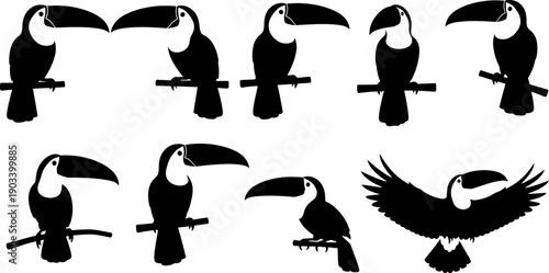 Silhouette of various toucan poses and flying bird