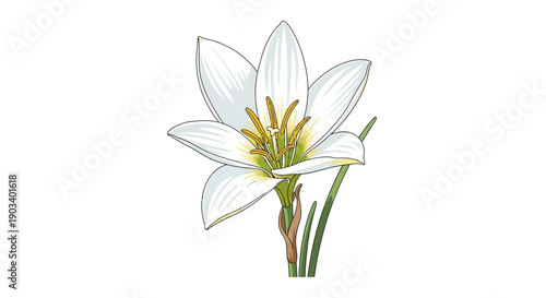 Bunch of blue forget-me-not flowers on white background.