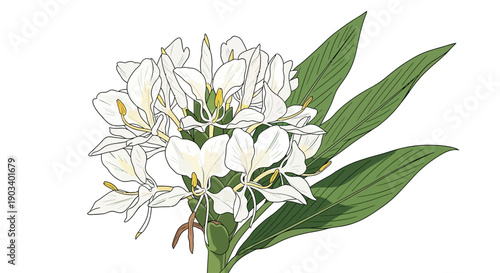 Close-up of a feijoa flower with white petals and red stamens.