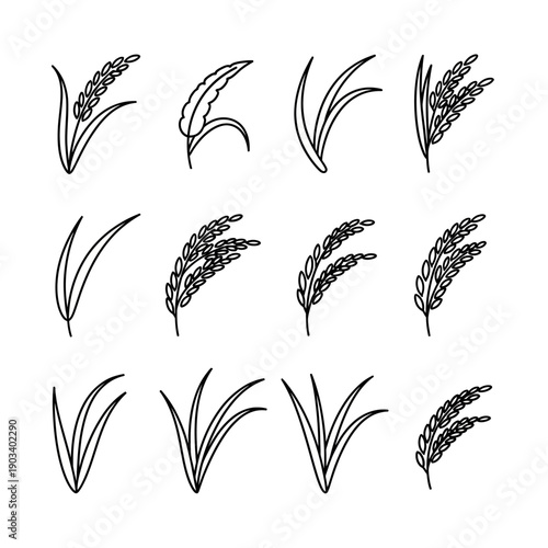 Wheat ears in various stages.