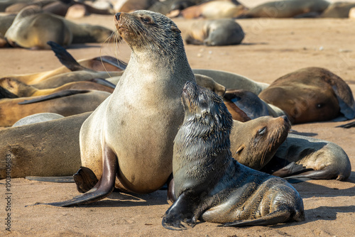 Tableau sur toile Cute baby and mother Fur seal enjoying the sun at Cape Cross colony, Seal Reserv