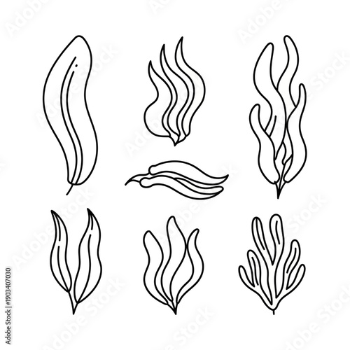 Collection of various seaweed illustrations.