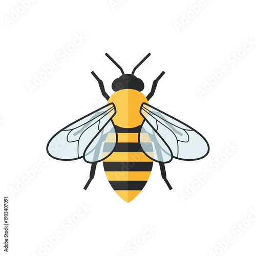 Detailed illustration of a honey bee 1.
