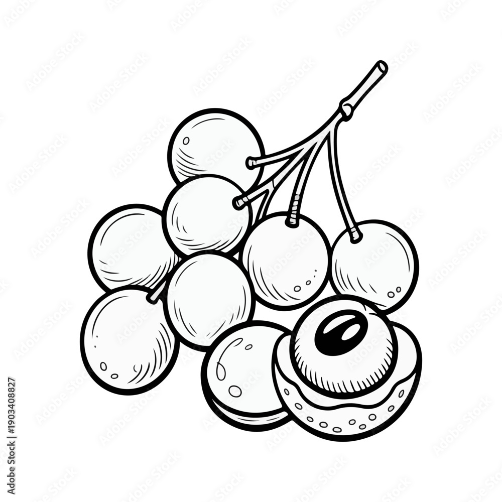 Obraz premium Longan Sketch Vector Illustration of Tropical Dragon Eye Fruit Bunch with Peeled Berry