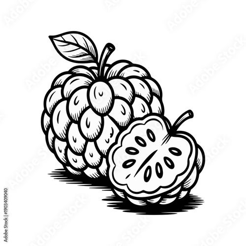 Custard Apple Sketch Vector Illustration of Fresh Sugar Apple Fruit and Half with Seeds