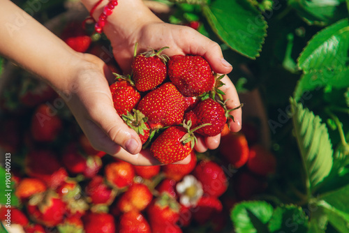 Foto A child harvests strawberries in the garden. Selective focus.